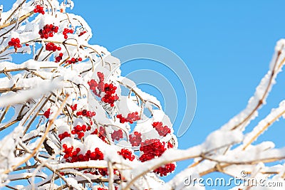Viburnum shrub with red ripe berries covered with snow Stock Photo