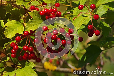 Viburnum shrub on a sunny day Stock Photo