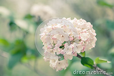 Viburnum Stock Photo