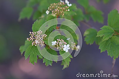 Viburnum tree bloom in the garden Stock Photo