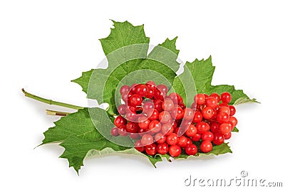 Viburnum (viburnum opulus) berries with its leaves isolated on w Stock Photo