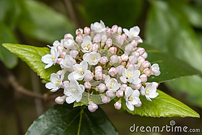 Close up of pink and white VIBURNUM x burkwoodii flowers and buds opening. Stock Photo