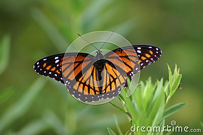 Viceroy Butterfly Stock Photo