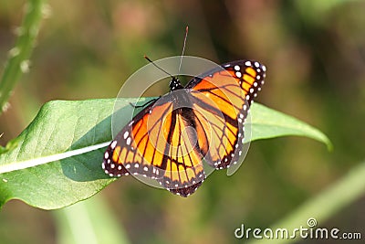 Viceroy Butterfly Stock Photo