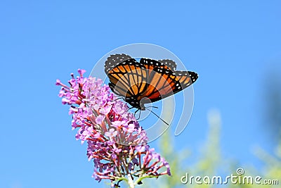 Viceroy Butterfly Stock Photo