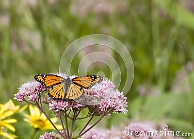 Viceroy Butterfly Stock Photo