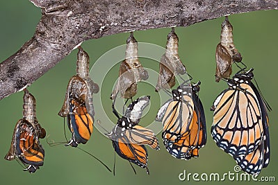 Viceroy butterfly emerging Stock Photo