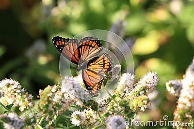 Viceroy Butterfly Stock Photo