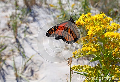 Viceroy butterfly Limenitis archippus Stock Photo