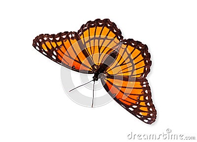 Viceroy butterfly (Limenitis archippus) Stock Photo