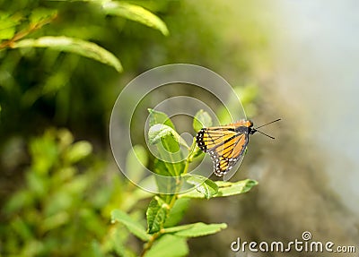 Viceroy Butterfly Limenitis archippus Stock Photo