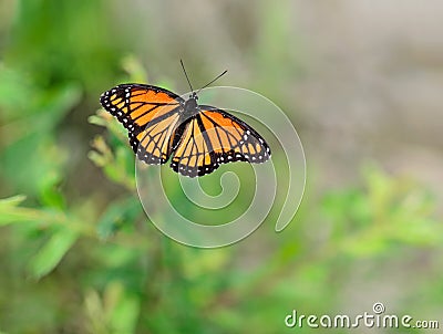 Viceroy Butterfly Limenitis archippus Stock Photo