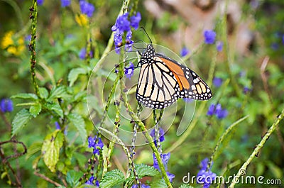 Viceroy Butterfly, Limenitis archippus, Arthropoda insect Stock Photo