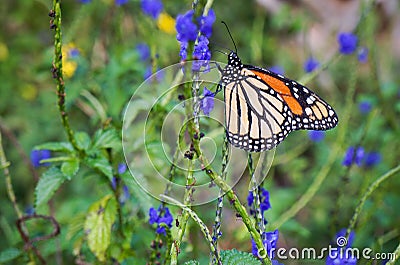 Viceroy Butterfly, Limenitis archippus, Arthropoda insect Stock Photo