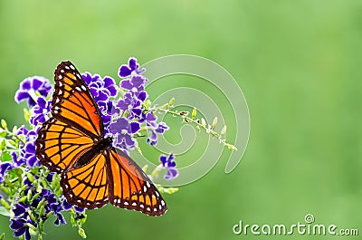 Viceroy butterfly (Limenitis archippus) Stock Photo