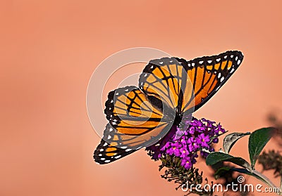 Viceroy butterfly (Limenitis archippus) feeding on butterfly bush Stock Photo