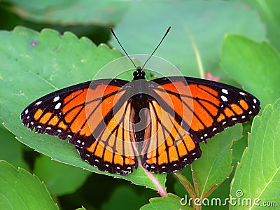 Viceroy Butterfly (Limenitis archippus) Illinois Stock Photo