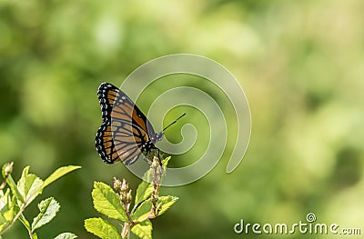 Viceroy Butterfly, Limenitis archippus, side profile Stock Photo