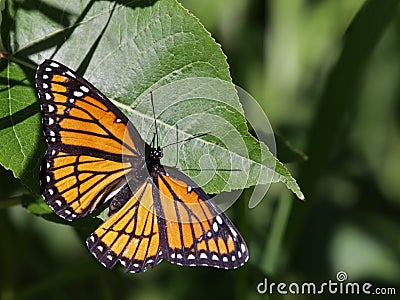 Viceroy Butterfly Stock Photo