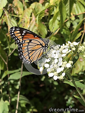 Viceroy Butterfly - Limenitis archippus on White Virginia Crownbeard Wildflower - Verbesina virginica Stock Photo