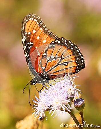 A Viceroy Butterfly, a Monarch Mimic Stock Photo