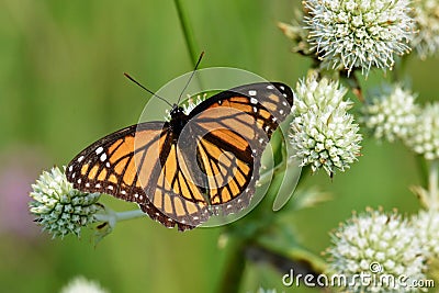 Viceroy butterfly sipping nectar from a rattlesnake master Stock Photo