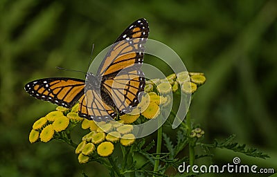 Viceroy Butterfly Stock Photo