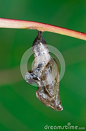 Viceroy chrysalis Stock Photo