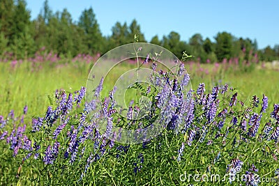 Vicia cracca. Wild vetch in July in the polar regions of Yamal Stock Photo