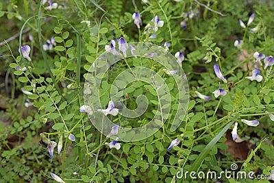 Vicia cypria Stock Photo