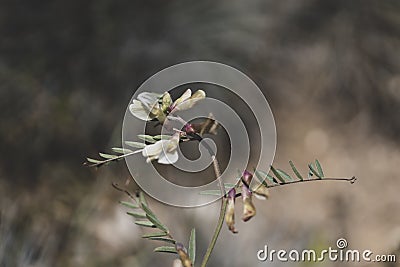 Vicia hybrida L. This species is accepted, and its native range is Medit. to Central Asia and Afghanistan. Stock Photo
