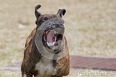 Vicious dog Stock Photo