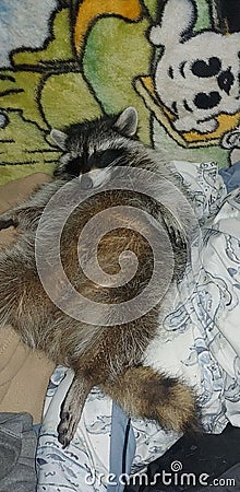 Vicious raccoon loveable lazy adorable Stock Photo