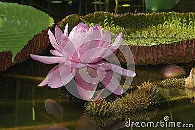 Victoria Amazon Waterlily Stock Photo