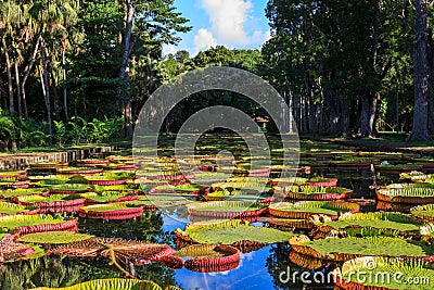 Victoria Amazonica lilies in Pamplemousses Boticanal Gardens, Mauritius Stock Photo