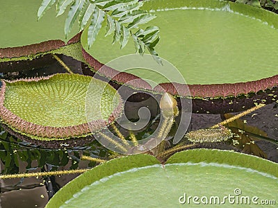 Victoria Amazonica water lily. Huge floating lotus. Stock Photo