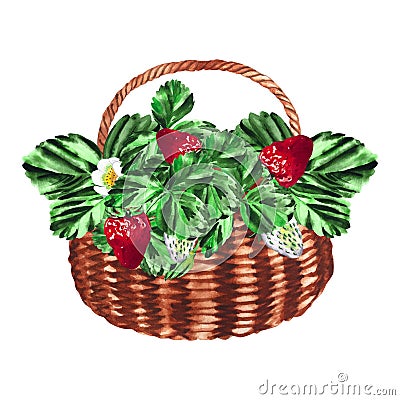 Victoria basket. Watercolor botanical illustration of strawberries isolated on white background. For your design Cartoon Illustration