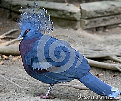 Victoria crowned pigeon 6 Stock Photo