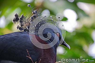 Victoria crowned pigeon. Bird Stock Photo