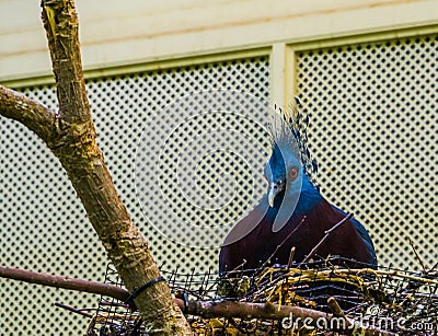 Victoria crowned pigeon sitting in its nest, bird breeding season, Colorful dove from new guinea Stock Photo