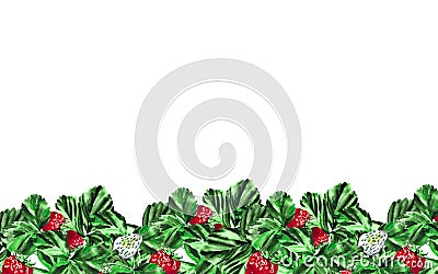 Victoria, strawberry or strawberry banner. Watercolor botanical illustration of strawberries isolated on white Cartoon Illustration