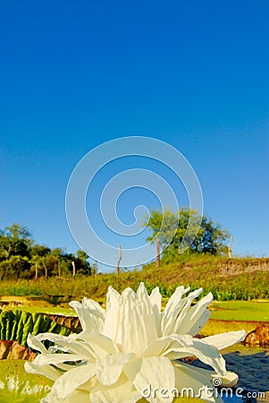 Victoria Waterlily Flower in a pond Stock Photo