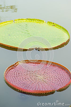 Victoria waterlily leaves in pool Stock Photo