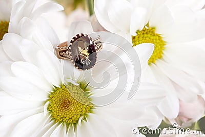 Victorian Amethyst Rose Gold Ring with Etched Bird on Daisy Mums Stock Photo