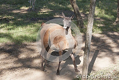 Vicugna in Zoo, Yumka Park,Villahermosa,Tabasco,Mexico Stock Photo