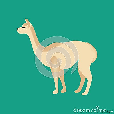 Vicuna animal illustration Vector Illustration