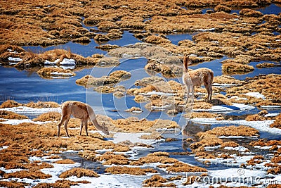 Vicunas grazing in Putana wetland, Atacama Chile Stock Photo