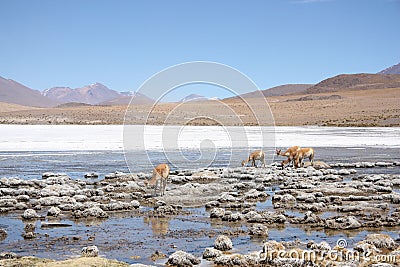 Vicunas or wild lamas in Mountains of South America Stock Photo