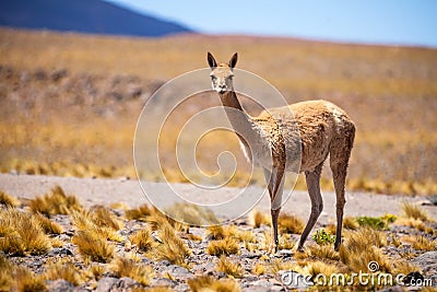 VicuÃ±as in the Chilean Altiplano Stock Photo