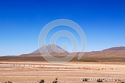 VicuÃ±as under Misti volcano Stock Photo